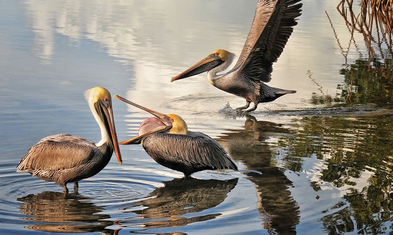 1009 - PELICANS - LO MIMI - canada.jpg